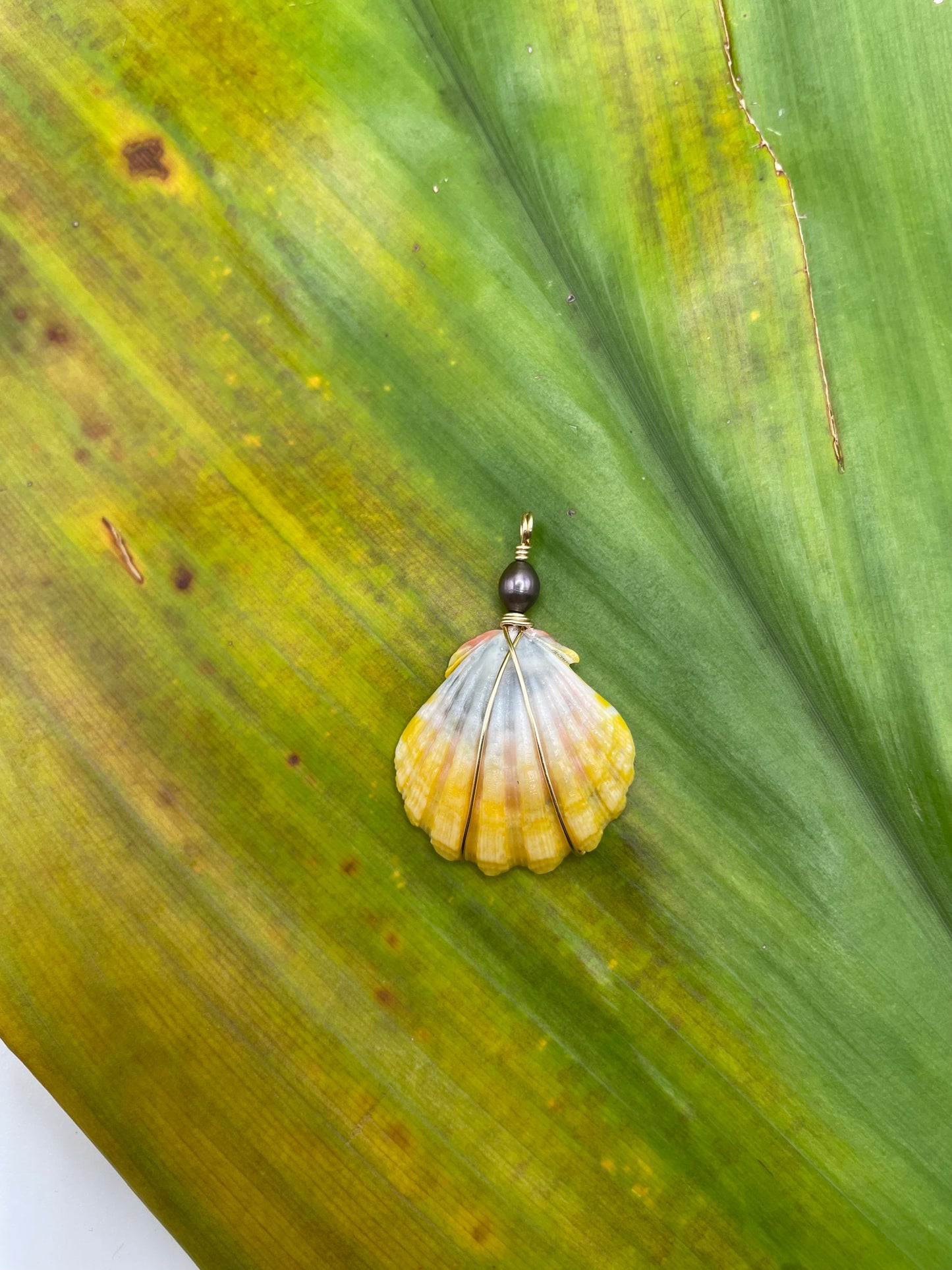 Sunrise Shell Necklace