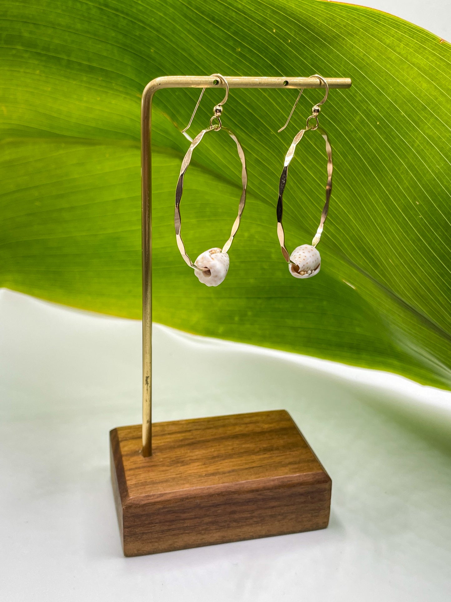 Cone Shell Hoops Medium