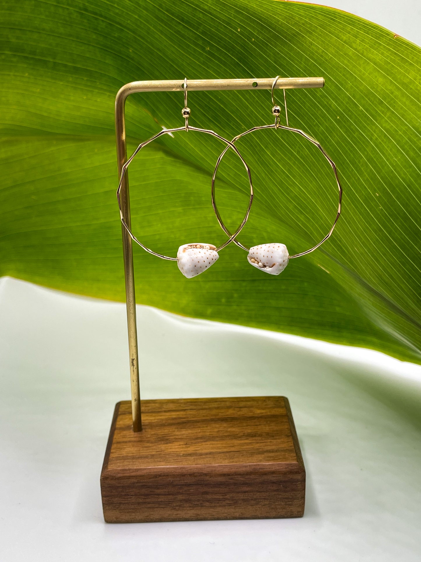 Cone Shell Hoops Medium