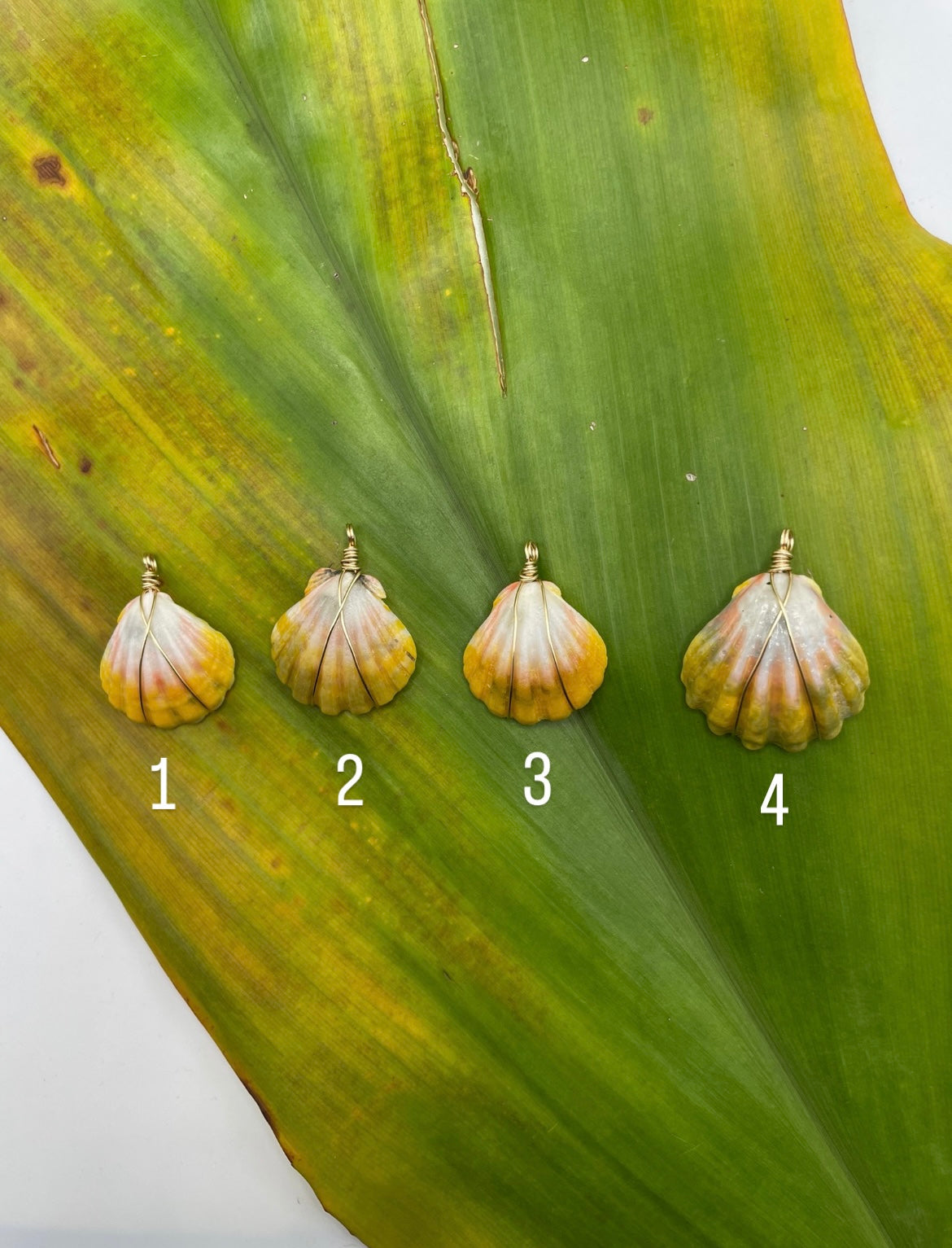 Sunrise Shell Necklace