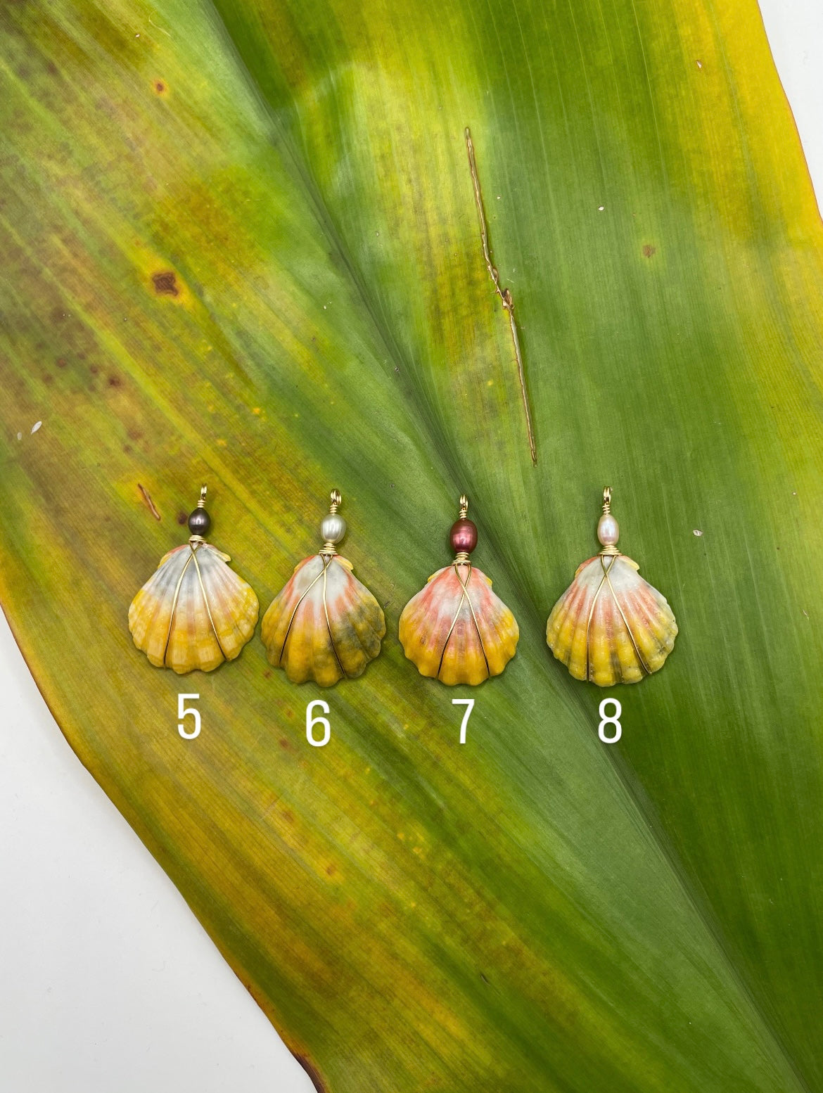 Sunrise Shell Necklace