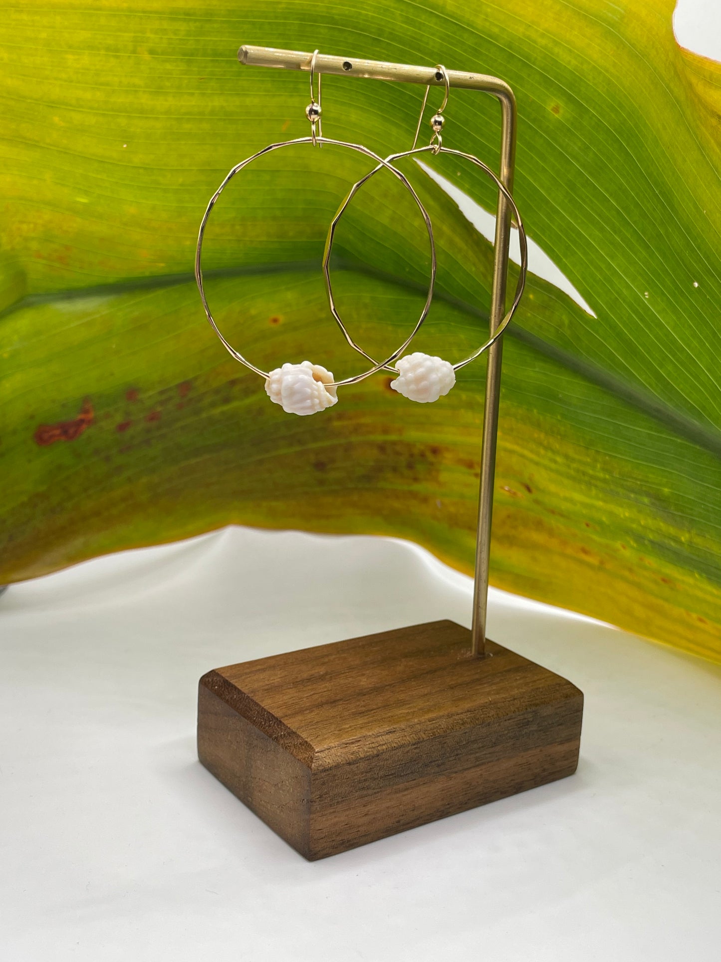 Cone Shell Hoops Medium