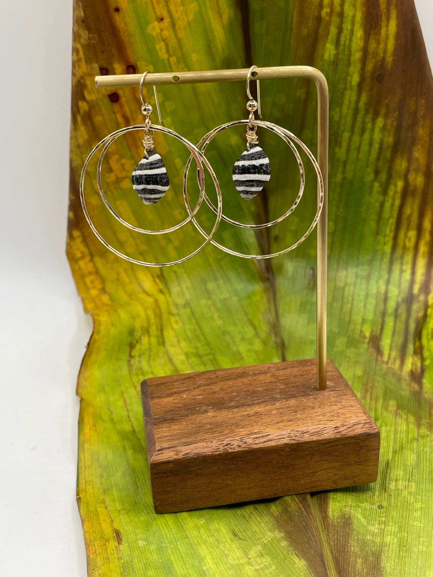 Shell in Double Hoops