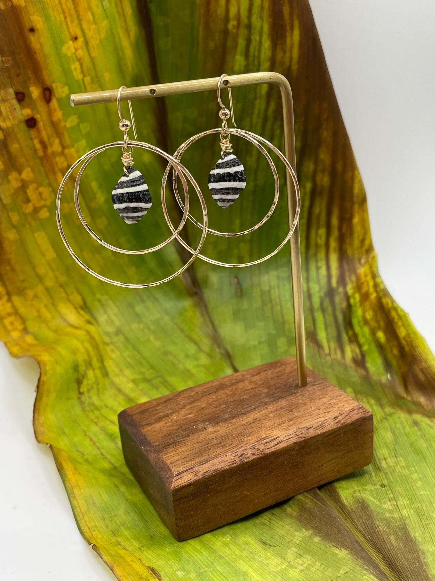 Shell in Double Hoops