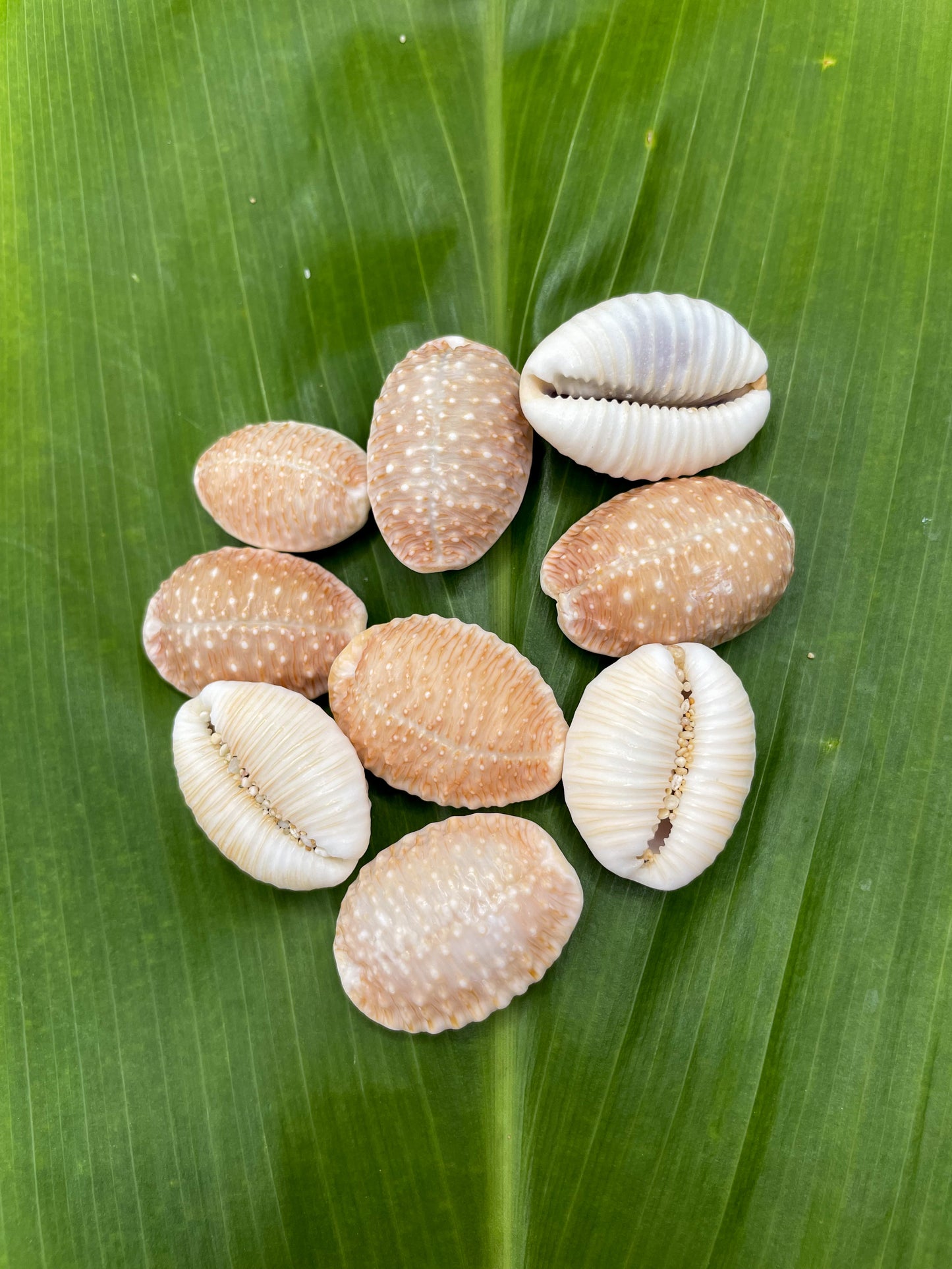 Granulated Sugar Cowrie Bangle Gold Filled