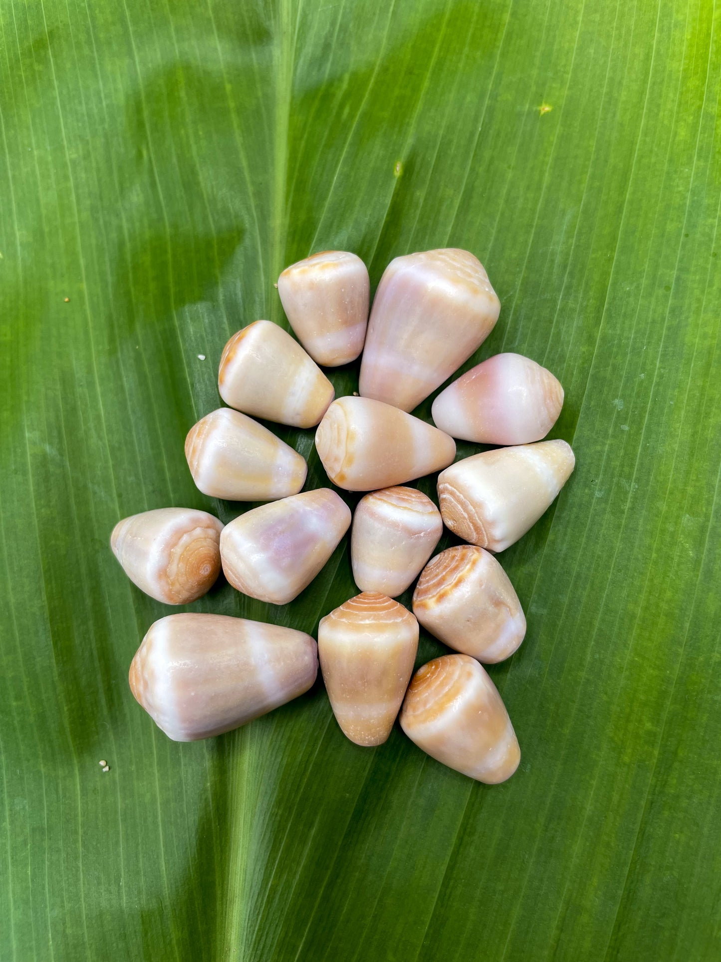 Pastel Cone Shell Bangle Gold Filled