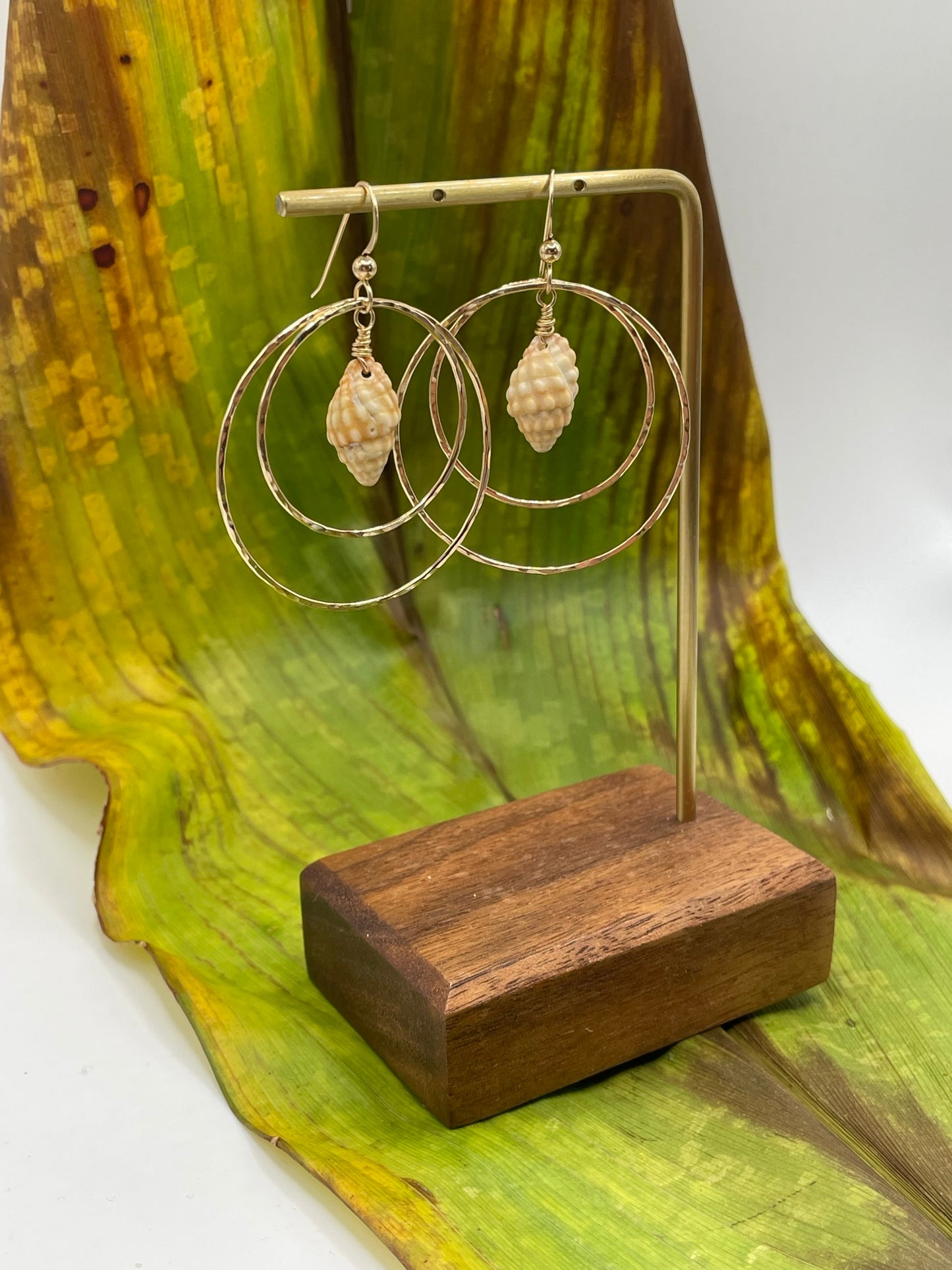 Shell in Double Hoops