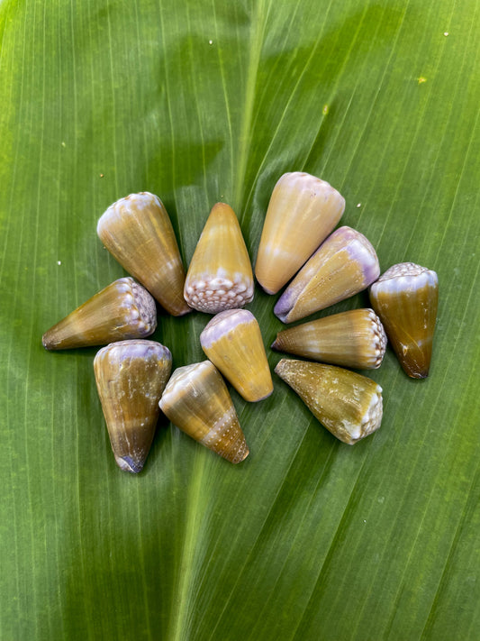 Morelet Cone Shell Bangle Gold Filled